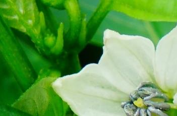 春季辣椒种植技术 春季辣椒种植技术