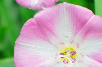 田旋花（田旋花和打碗花的区别）