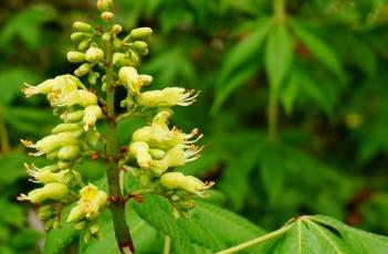 七叶树科 七叶树科属