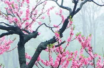 桃花诗词 桃花诗词