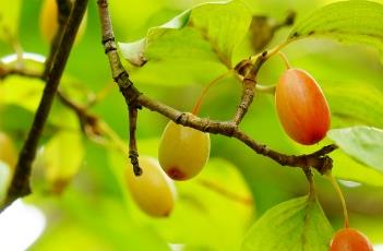 山茱萸科（山茱萸科的主要特征）