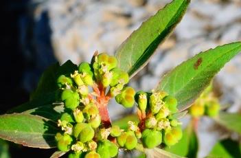 齿裂大戟 齿裂大戟