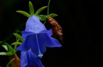 钟状花冠（钟状花冠的花）