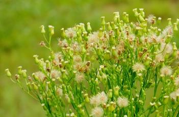 小蓬草 小蓬草的功效与作用