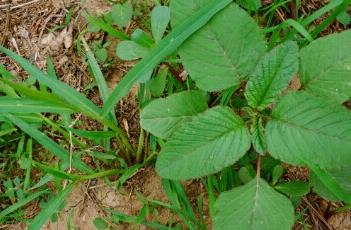 野苋菜(野苋菜头的功效与作用)