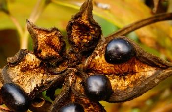 聚合蓇葖果（聚合蓇葖果是什么科）