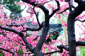 桃花诗词 桃花诗词