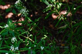 狭叶珍珠菜 狭叶珍珠菜