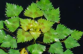 菱形叶（菱形叶子图片）