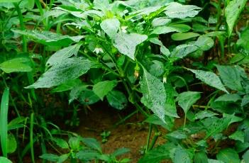 春季辣椒种植技术 春季辣椒种植技术