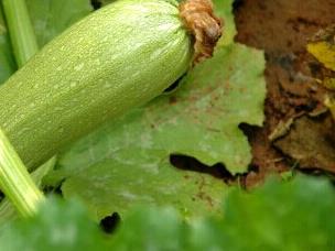西葫芦 西葫芦炒鸡蛋