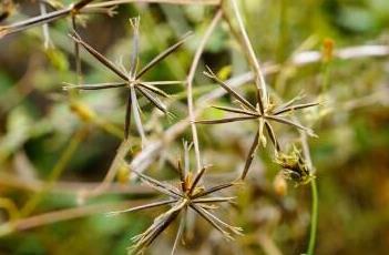 鬼针草 鬼针草的花泡水喝有什么功效