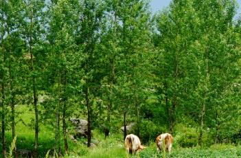 土豆苗期怎么管理 土豆苗期怎么管理