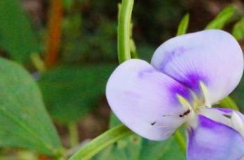春豆角的种植方法（早春豆角的种植技术）