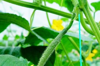 大棚黄瓜的浇水方法 大棚黄瓜浇水施肥技术