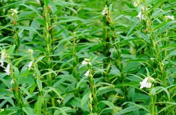 芝麻种植技术 芝麻种植技术芝麻种植的密度如何确定?