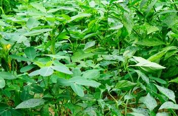 春季辣椒种植技术 春季大棚辣椒种植技术