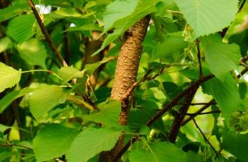 领春木科 领春木科