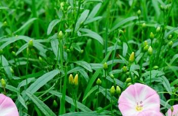 田旋花