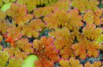 满江红 满江红全片一镜到底