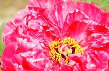 牡丹花的嫁接繁殖技术