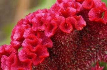 鸡冠花的养殖方法(鸡冠花的养殖方法视频)