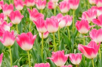 奇特的修饰（特殊修饰效果）