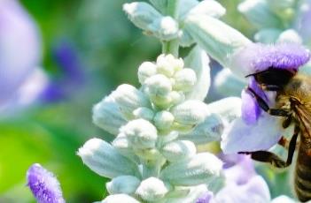 萨丽芳天蓝色超级鼠尾草