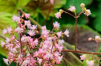 矾根的繁殖方法 矾根的繁殖方法