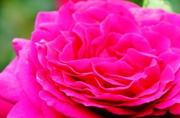 大紫袍（大紫袍茶花图片）