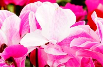 仙客来花期及注意事项