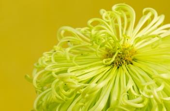 菊花的田间管理 菊花的田间管理