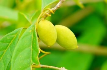 定心藤 定心藤图片