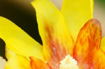 蜡梅的嫁接方法