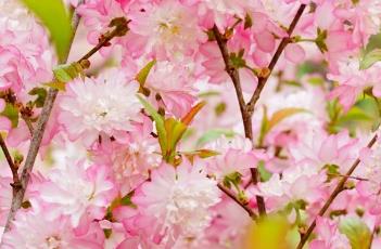 粉花重瓣麦李（粉花重瓣麦李风水）