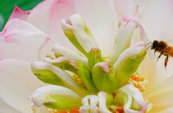 春暮樱桃 春与樱桃树