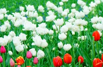 郁金香施肥要点