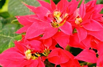 一品红的养殖方法