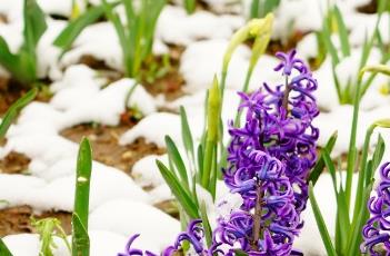 盆栽风信子的养殖方法 盆栽风信子的养殖方法和技术