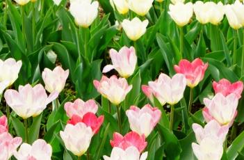 郁金香的养殖方法