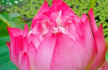 南归燕（南归燕歌曲）