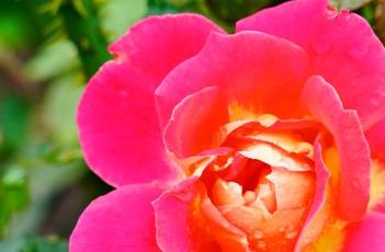 盆栽月季花的修剪方法