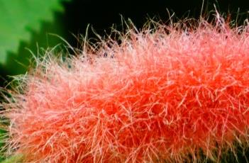 猫尾红 猫尾红吊兰怎么养