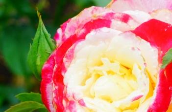 盆栽月季花的过冬方法