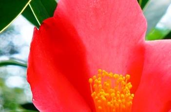 杜鹃红山茶的栽培技术 杜鹃红山茶的栽培技术与管理