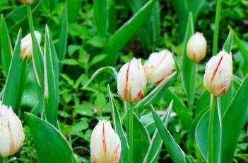 郁金香的田间管理方法