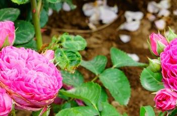 月季花花语 月季花花语