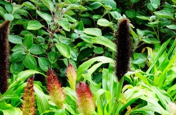 翡翠公主观赏谷子 翡翠公主观赏谷子图片