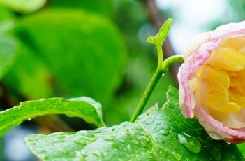 夏蜡梅的栽培技术(腊梅种植技术)