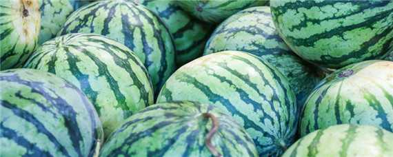 西瓜如何整枝打杈留瓜（西瓜如何整枝打杈留瓜白玉虎皮兰的栽培方法）